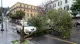 Maltempo in città, pianta caduta in via Mazzini