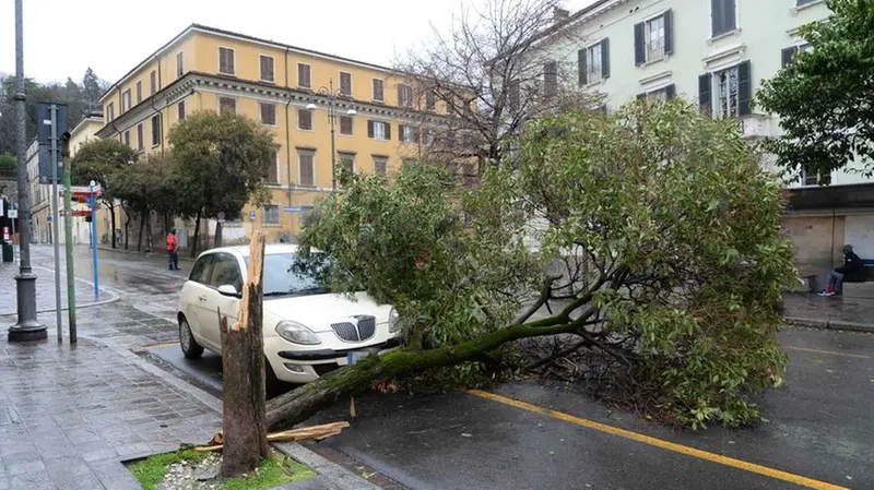 Maltempo in città, pianta caduta in via Mazzini