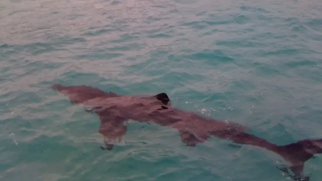 TARANTO - Un giovane 'squalo elefante' lungo circa tre metri e mezzo e' stato avvistato nelle acque della localita' 'Lama', sul litorale di Taranto.