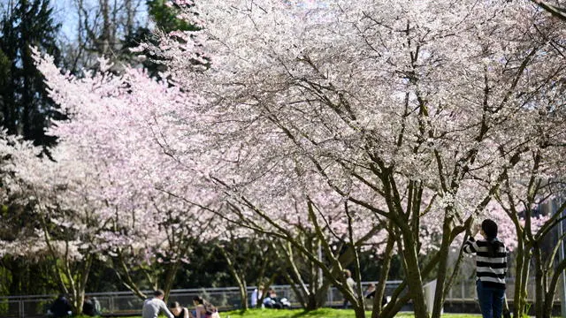 epa11220048 People take a lunch break and enjoy the sunshine of a warm spring day under flowering cherry trees and enjoy the sunshine of a spring day at the Mon Repos Park, in Lausanne, Switzerland, 14 March 2024. EPA/LAURENT GILLIERON