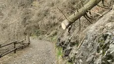 Uno degli alberi morti e tagliati - © www.giornaledibrescia.it