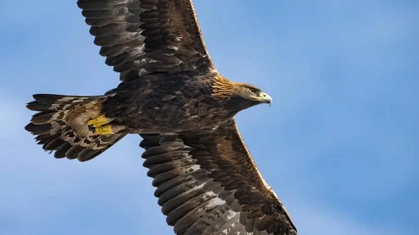 L’aquila reale è una delle specie che risente dell’inquinamento da piombo