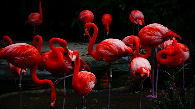 I fenicotteri rosa offrono uno spunto di riflessione anche sulla vita