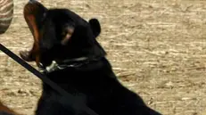 Una foto di archivio di un cane rottweiler. Silvina Fracchia , 75 anni, residente a Viarigi (Asti), in frazione Bertoglia, è stata trasportata in gravi condizioni al Cto di Torino dopo essere stata aggredita dal cane di sua cugina. ANSA / FRANCO SILVI