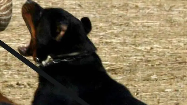 Una foto di archivio di un cane rottweiler. Silvina Fracchia , 75 anni, residente a Viarigi (Asti), in frazione Bertoglia, è stata trasportata in gravi condizioni al Cto di Torino dopo essere stata aggredita dal cane di sua cugina. ANSA / FRANCO SILVI