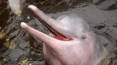 epa04081479 A handout picture dated 10 November 2005 and provided by Anselmo d'Afonsec on 16 February 2014 shows a pink dolphin in Amazonas river, in Manaus, Brazil. This specie, one of the few of world river´s dolphins is under risk of extinction due to the using of it as a bait for fishing. The alert was made by biologist Sannie Brum, investigator of Piagacu Institute (Ipi), who studied the habits of 35 fisher communities of Purus river, in the Brazilian state of Amazonas. EPA/ANSELMO D'AFONSEC / HANDOUT HANDOUT EDITORIAL USE ONLY/NO SALES