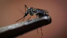 La febbre Dengue si trasmette attraverso la puntura di alcuni tipi di zanzare - © www.giornaledibrescia.it