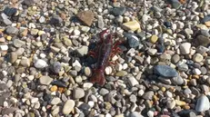 Un gambero rosso di una specie aliena sulla spiaggia di Padenghe - Foto © www.giornaledibrescia.it