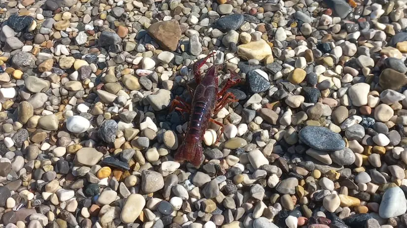 Un gambero rosso di una specie aliena sulla spiaggia di Padenghe - Foto © www.giornaledibrescia.it