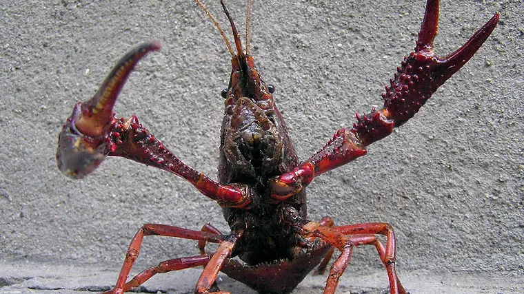 Un gambero della Louisiana, tra le specie aliene che si trovano nel Garda