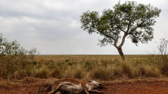 epa09779488 An animal lies dead due to drought in a sector affected by fires that consume large areas of the territory of the province of Corrientes, Argentina, 22 February 2022 (issued 23 February 2022). The fires in the Argentine province of Corrientes (northeast) have been devastating everything in their path for several weeks, to the point of burning 40% of the surface of the Ibera National Park, home to wetlands, grasslands and native forests, which face 'incalculable' losses in its biodiversity as a consequence of the fire. EPA/Juan Ignacio Roncoroni ATTENTION EDITORS: GRAPHIC CONTENT