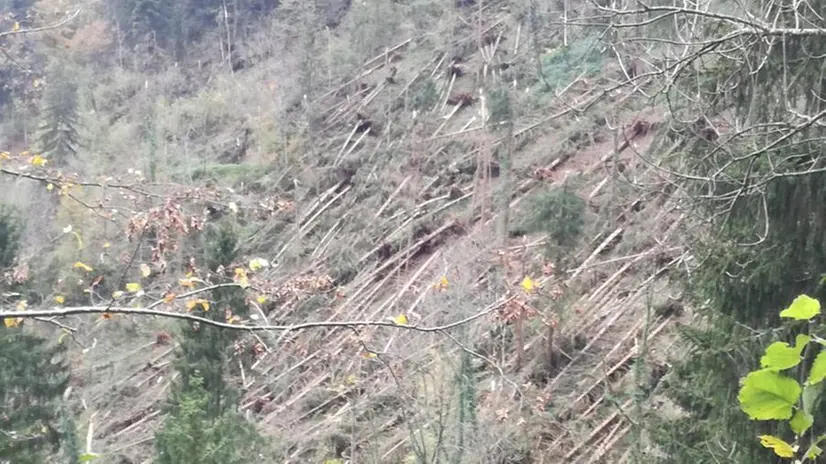 Piante divelte dalla tempesta Vaia