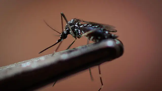 epa11202841 A view of a dengue-transmitting mosquito (Aedes aegypti) in Sao Paulo, Brazil, 06 March 2024. Authorities in Sao Paulo, Brazil's most populous city, incorporated a new drone patrol on 05 March to combat the explosion of dengue cases in the region, which declared a state of emergency due to the spread of the disease. EPA/Isaac Fontana