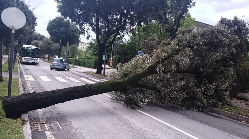 L'albero caduto a Desenzano - © www.giornaledibrescia.it