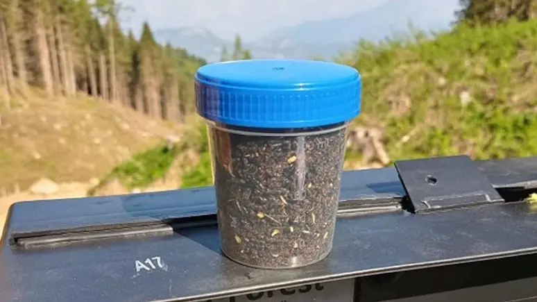 Il bostrico è un coleottero © www.giornaledibrescia.it