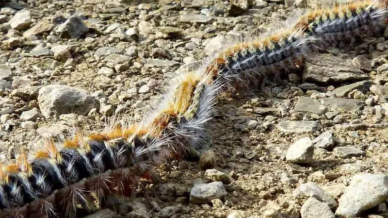 La larva della processionaria è pericolosa © www.giornaledibrescia.it