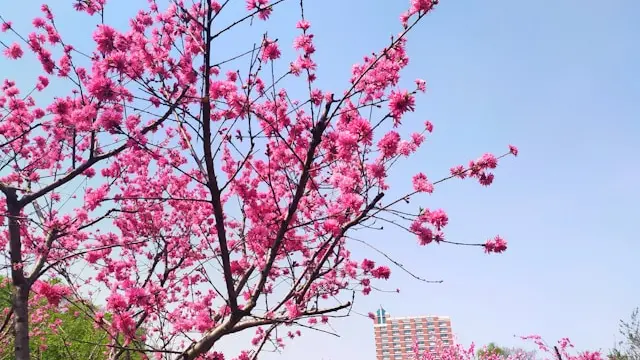 Alberi in fiore in questa calda primavera
