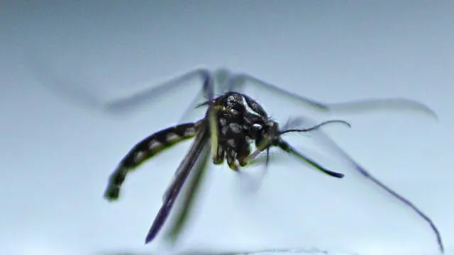 La zanzara tigre può essere un vettore del virus in Italia