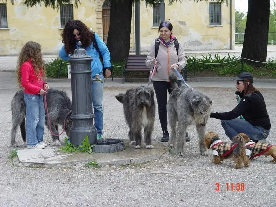 Passeggiata a sei zampe con gli Irish Wolfhound