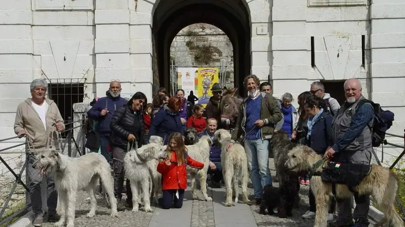 Passeggiata a sei zampe con gli Irish Wolfhound