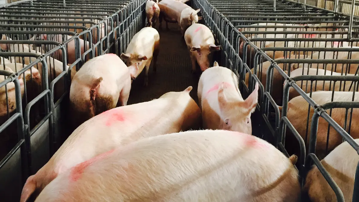 Api Suina Peste suina africana nel cuore della Food Valley: allevatori bresciani ...