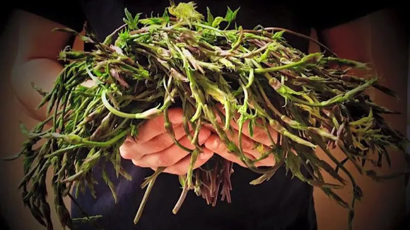 I loèrtis sono erbe spontenee tipiche della Bassa Bresciana - Foto tratta dalla pagina Facebook/I Dù dela Contrada