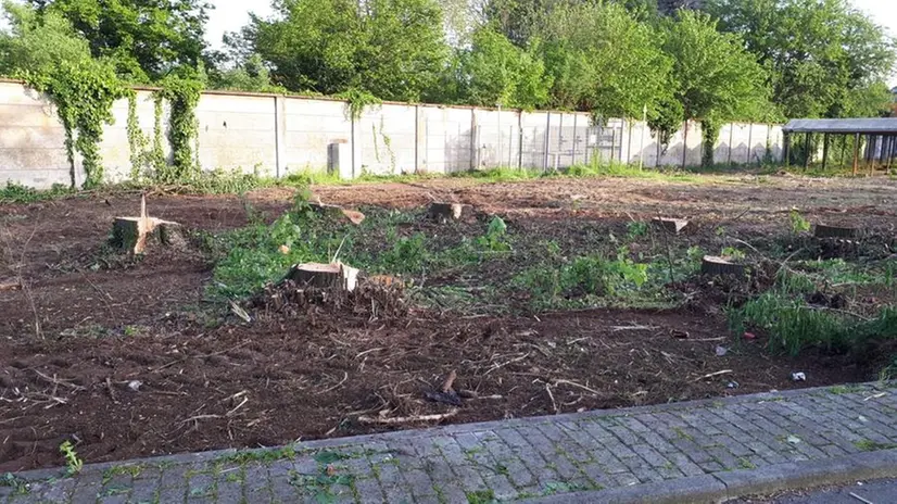 Gli alberi secolari tagliati a Manerbio