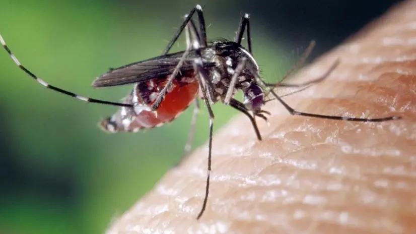 Three actions to combat the spread of the tiger mosquito