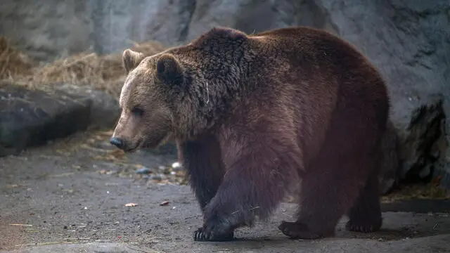 epa09723066 Hugi, the brown bear (Ursus arctos) of the Budapest Zoo, walks around his enclosure during a sunny day in Budapest, Hungary, 02 February 2022. According to a traditional folk belief, if the lethargic bear comes out of its cave and sees its shadow on 02 February, it will return to sleep, meaning the country must brace for a longer winter. If, on the other hand,there are clouds in the sky, spring will arrive soon and the bear will come out of hibernation. EPA/Zoltan Balogh HUNGARY OUT