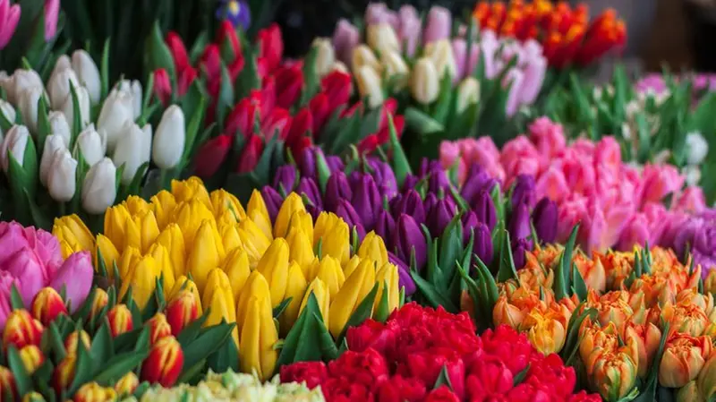Salò ospiterà la mostra mercato dedicata ai fiori e alle piante - © www.giornaledibrescia.it
