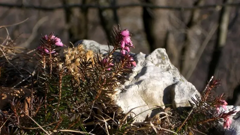 L’erica è conosciuta come «scopina» o «carnacina» o «delle nevi»