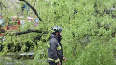 A causa del maltempo un albero e' caduto sulla fermata della linea 14, per fortuna senza causare feriti, a Milano, 31 marzo 2024. Il traffico e' stato deviato. ANSA/ PAOLO SALMOIRAGO