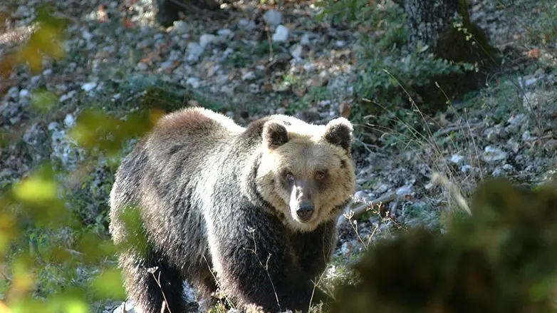 Un esemplare di orso bruno - © www.giornaledibrescia.it