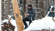 Un agente in azione per il monitoraggio dei lupi in Valcamonica
