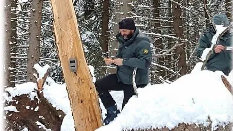 Un agente in azione per il monitoraggio dei lupi in Valcamonica