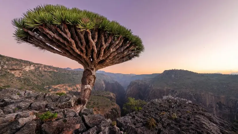 Socotra è un'isola al largo dello Yemen - Foto Unsplash