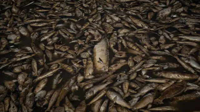 epa10886817 Fish killed by the heat and acidity of the water are seen in the Lago do Piranha Sustainable Development Reserve in Manacapuru, Amazonas, Brazil 27 September 2023. Fish are dying due to severe drought in the Amazon basin region. Of the 62 municipalities in the state of Amazonas, 59 are affected. According to the state Civil Defense, more than 80 thousand people are affected by the drought. EPA/Raphael Alves