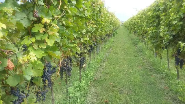 Vigneti sperimentali a San Donà di Trento. ANSA/UFF STAMPA FONDAZIONE MACH ++NO SALES, EDITORIAL USE ONLY++