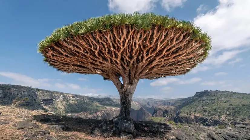 L'isola di Socotra - Foto Unsplash