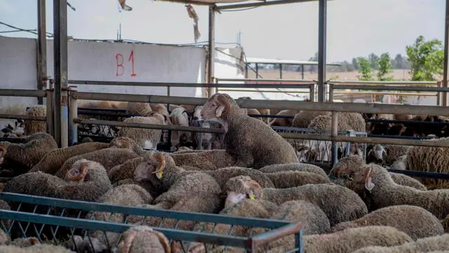 epa10698751 Sheep on a sheep farm in Skhirat, Morocco, 18 June 2023. The Moroccan government decided to import sheep to fill the shortage during Eid al-Adha, and to supply the national markets with many rams, due to the shortage of sheep as a result of successive droughts and lack of rainfall. Furthermore, sheep importers receive financial support during the Eid al-Adha period of 50 Euros for each sheep head imported from abroad. Muslims across the world use livestock for rituals during Eid al-Adha. EPA/JALAL MORCHIDI