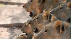 epa10036068 A group of African lions doze in the shadow in their enclosure at the Sudan Animal Rescue Center in Al Bageir, near the country's capital Khartoum, Sudan, 17 June 2022 (issued 27 June 2022). What started as a private rescue mission by the center's founder Osman Salih - initially financed by his own savings - to save five starving lions from the Al-Qurashi Gardens in Khartoum in January 2020, has now become a rescue center for numerous animals that is funded by donations and about weekly 600 visitors. Although one of the lions died one day after Salih's rescue attempt and another one died a few months later, his mission to rescue the animals was followed on social media and triggered worldwide support. Now he runs the rescue center on some 10-acres of land belonging to the family hosting 20 lions, monkeys, snakes and ostriches. One of the surviving lionesses named Kandaka, that was in the worst condition before being rescued recently gave birth to the lion cub and is also featured in the logo of the Sudan Animal Rescue Center. While his animal rescue center was welcomed by many supporters, Salih himself tries to keep a low profile as others also have criticised his work, saying that resources should be better diverted towards Sudan's humanitarian crisis. EPA/ELA YOKES ATTENTION: This Image is part of a PHOTO SET