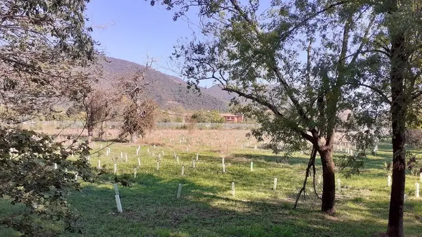 Alberi messi a dimora a Brescia nell'ultimo anno
