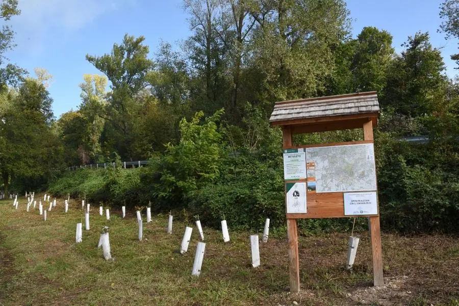 Alberi messi a dimora a Brescia nell'ultimo anno