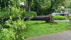 L'albero caduto nel parco di viale Venezia a Brescia