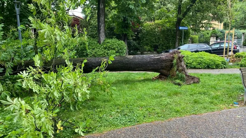 L'albero caduto nel parco di viale Venezia a Brescia