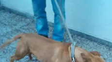 Uno dei due pitbull che hanno aggredito due sorelline di 4 e 5 anni a Olgiate Olona (Varese), 17 Febbraio 2017. Una delle due è stata trasportata in elicottero al San Gerardo di Monza, per essere, poi, ricoverata con prognosi riservata per ferite plurime al volto; Gravi anche le condizioni della sorella, trasportata in ambulanza all' ospedale di Legnano (Milano), anche lei vittima di morsi al capo. ANSA