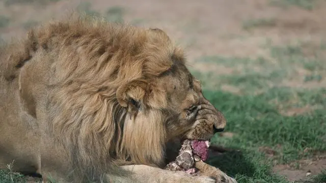 epa10036066 A male African lion is fed in an enclosure at the Sudan Animal Rescue Center in Al Bageir, near the country's capital Khartoum, Sudan, 17 June 2022 (issued 27 June 2022). What started as a private rescue mission by the center's founder Osman Salih - initially financed by his own savings - to save five starving lions from the Al-Qurashi Gardens in Khartoum in January 2020, has now become a rescue center for numerous animals that is funded by donations and about weekly 600 visitors. Although one of the lions died one day after Salih's rescue attempt and another one died a few months later, his mission to rescue the animals was followed on social media and triggered worldwide support. Now he runs the rescue center on some 10-acres of land belonging to the family hosting 20 lions, monkeys, snakes and ostriches. One of the surviving lionesses named Kandaka, that was in the worst condition before being rescued recently gave birth to the lion cub and is also featured in the logo of the Sudan Animal Rescue Center. While his animal rescue center was welcomed by many supporters, Salih himself tries to keep a low profile as others also have criticised his work, saying that resources should be better diverted towards Sudan's humanitarian crisis. EPA/ELA YOKES ATTENTION: This Image is part of a PHOTO SET