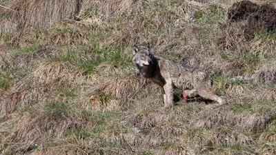 Il lupo ferito fotografato a Case di Viso