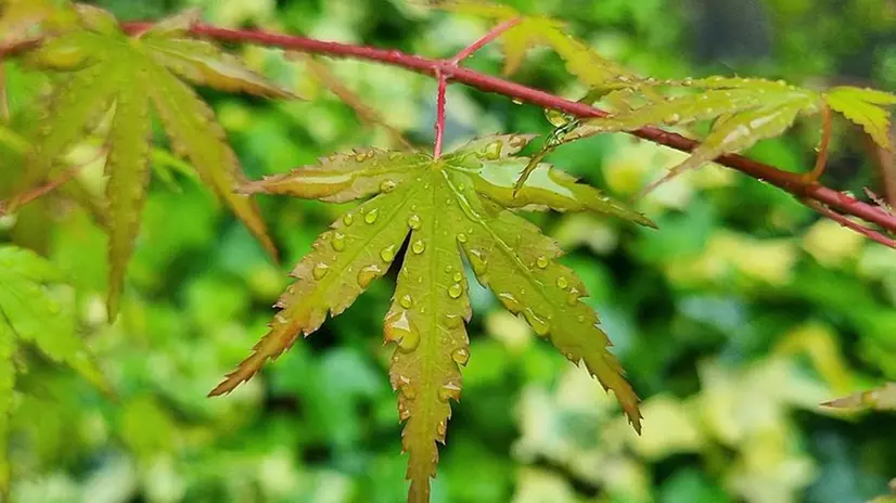 A maggio è stata superata la media delle precipitazioni