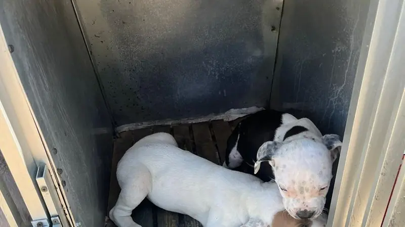 I quattro cuccioli di cane salvati tra Chiari e Rudiano